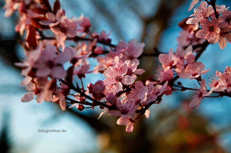 Frühling!