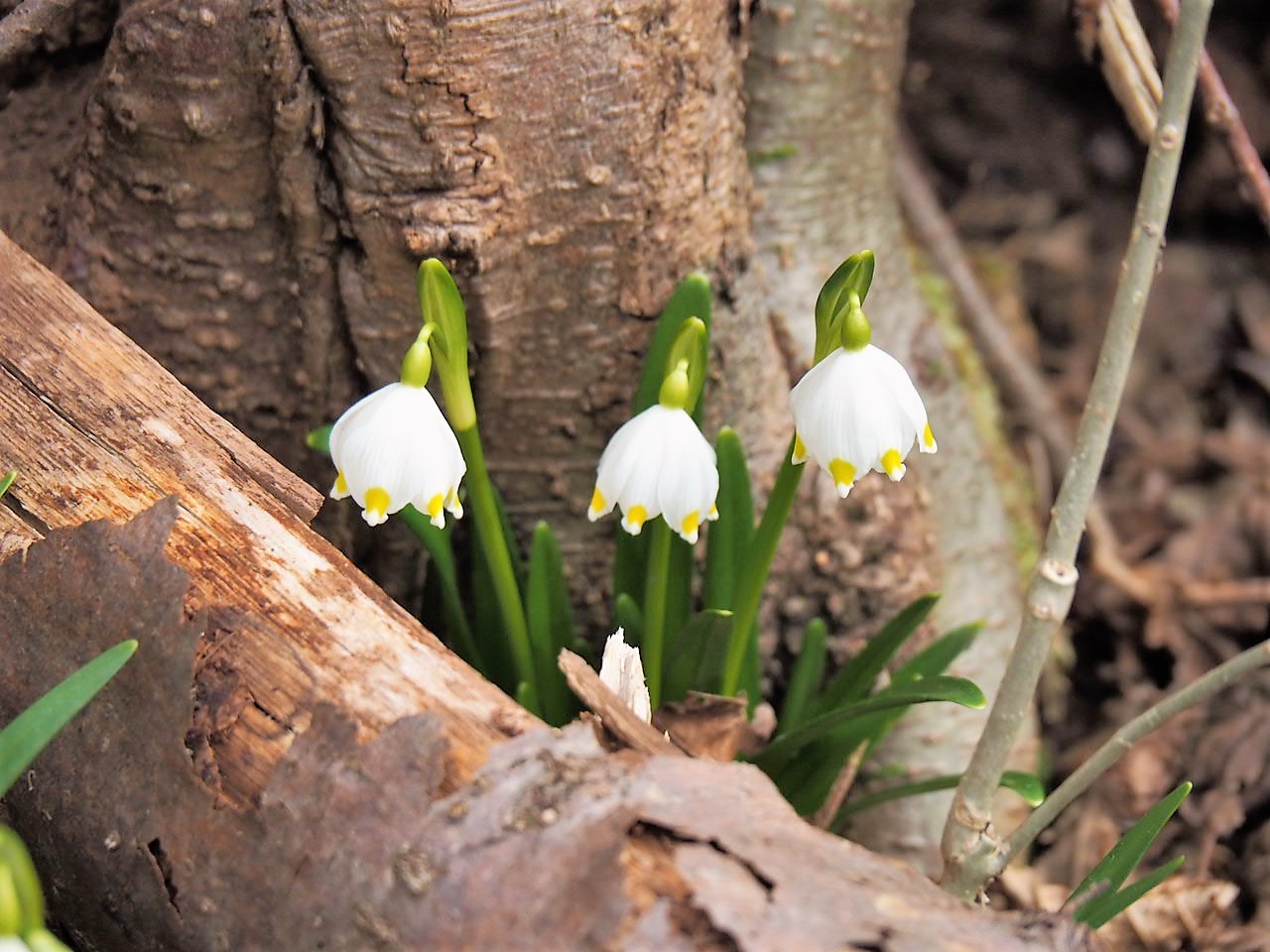 Frühling