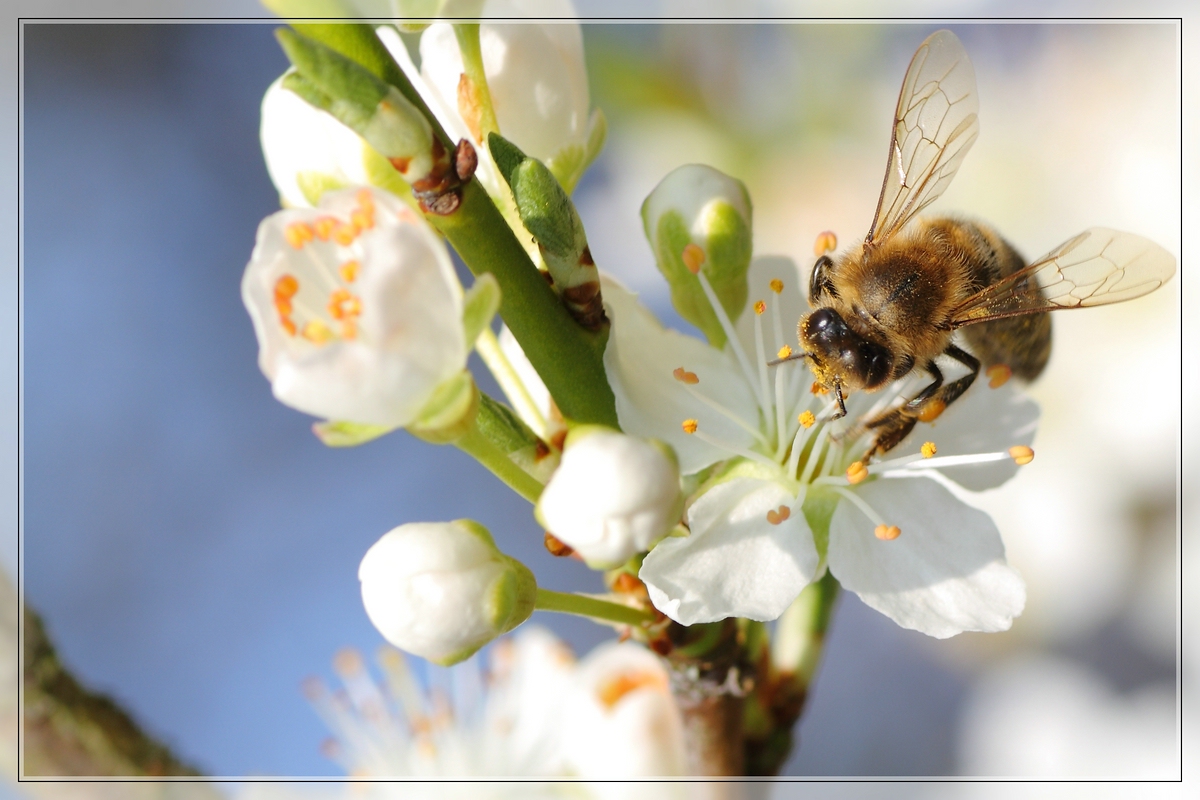 Frühling