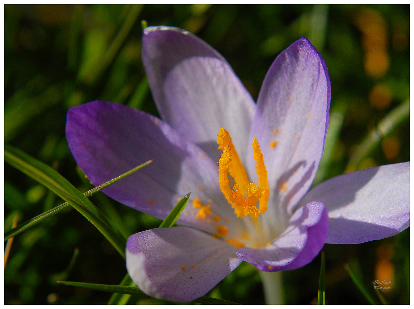 Frühling