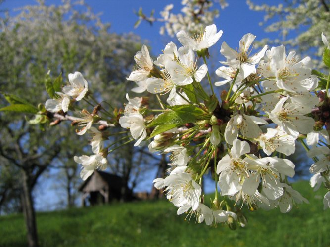 Frühling!