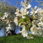 Frühling!