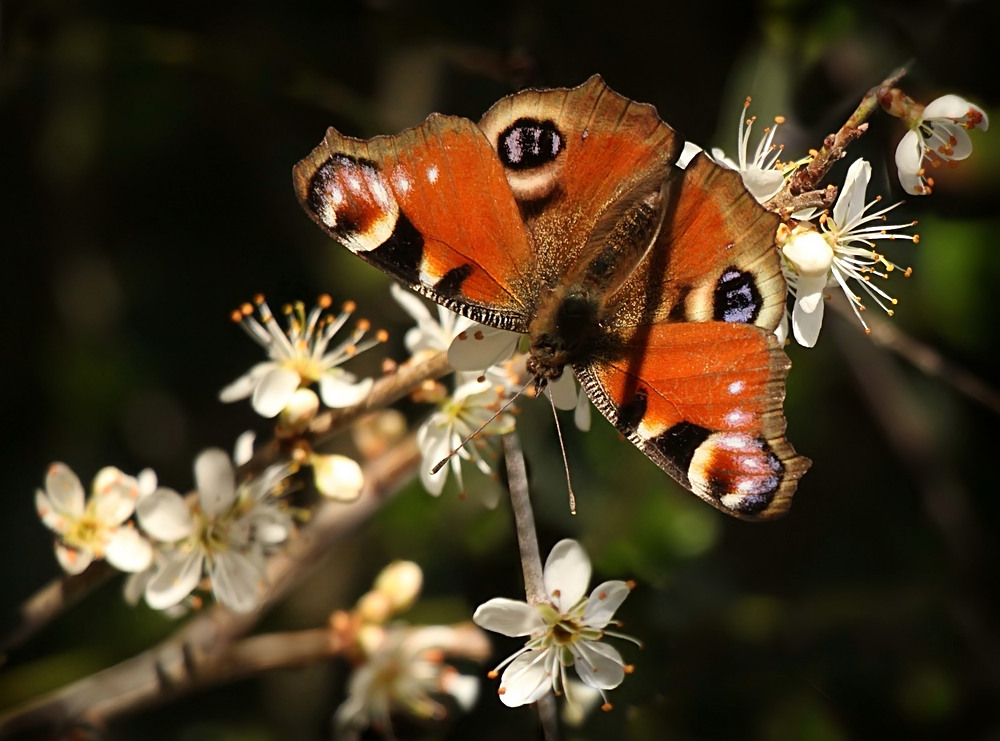 Frühling!