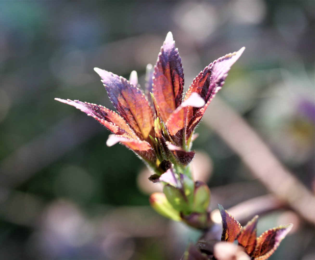 Frühling