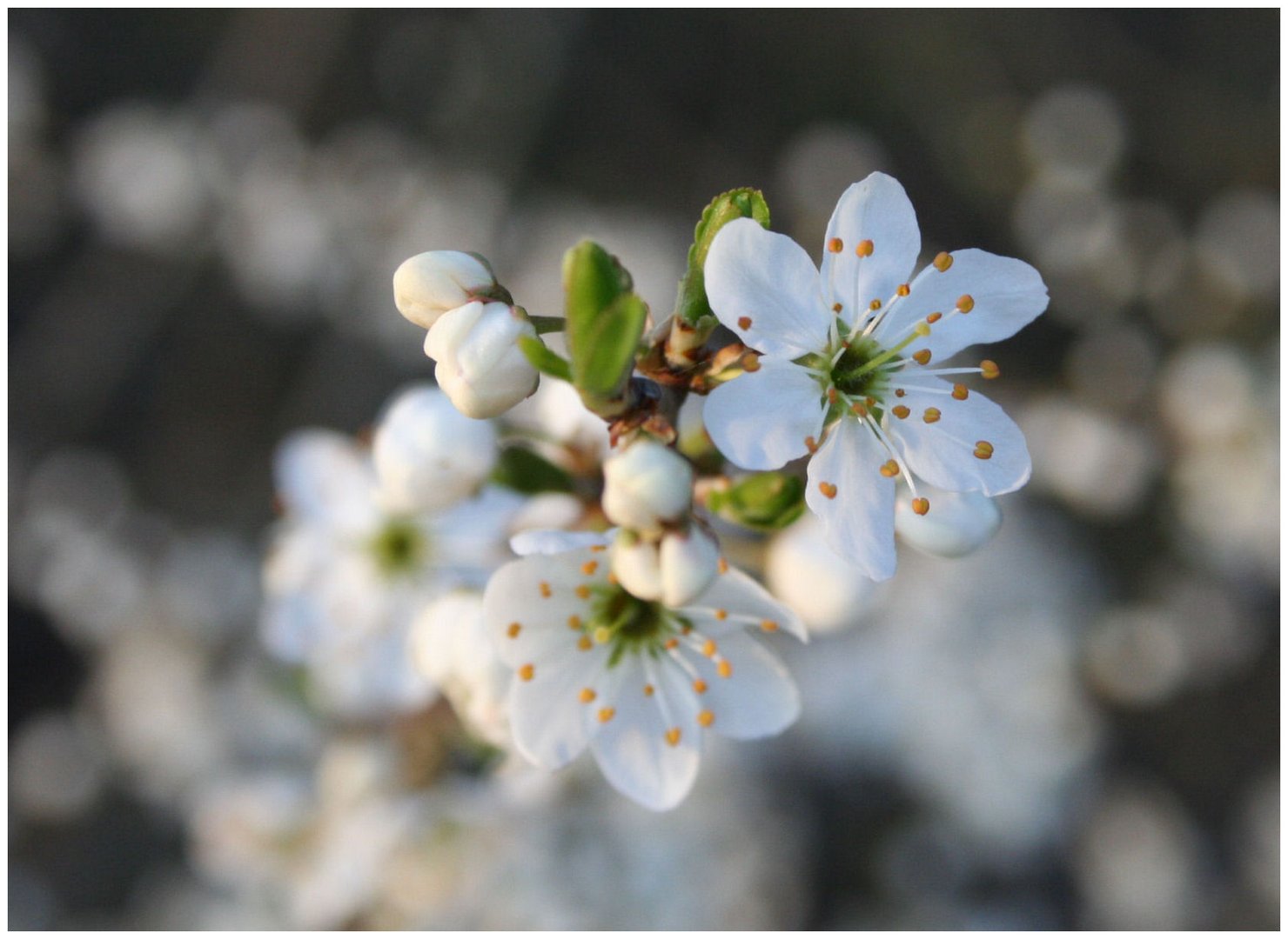 Frühling