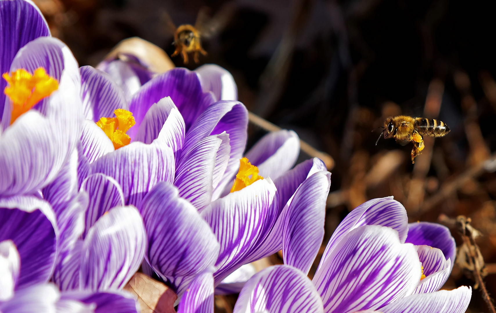 * Frühling *