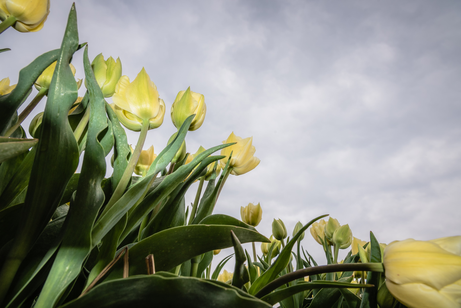 Frühling