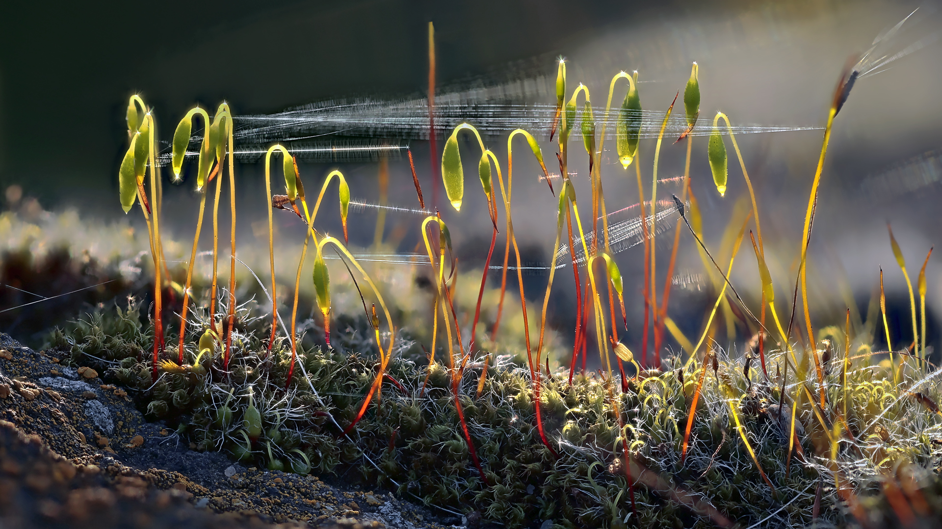 FRÜHLING beginnt unten im KLEINEN