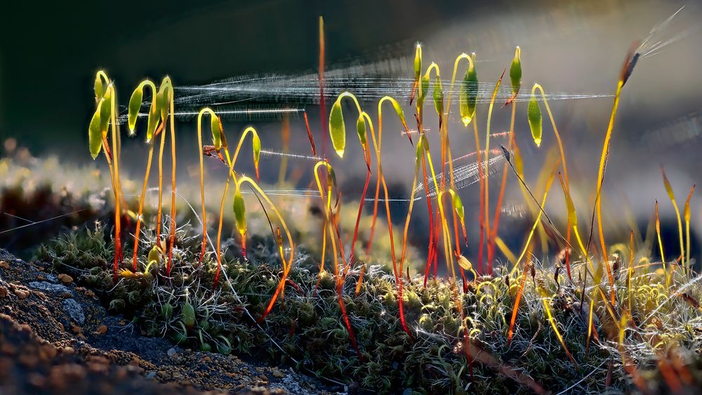 FRÜHLING beginnt unten im KLEINEN