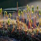 FRÜHLING beginnt unten im KLEINEN