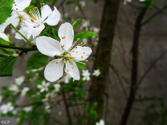 Frühling begrüßen 