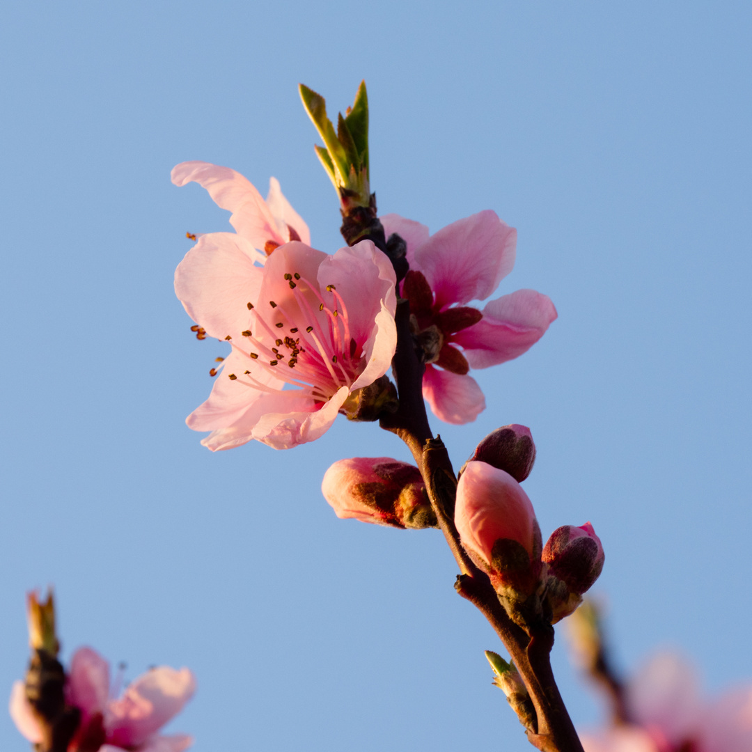 Frühling bei Bensheim 2020