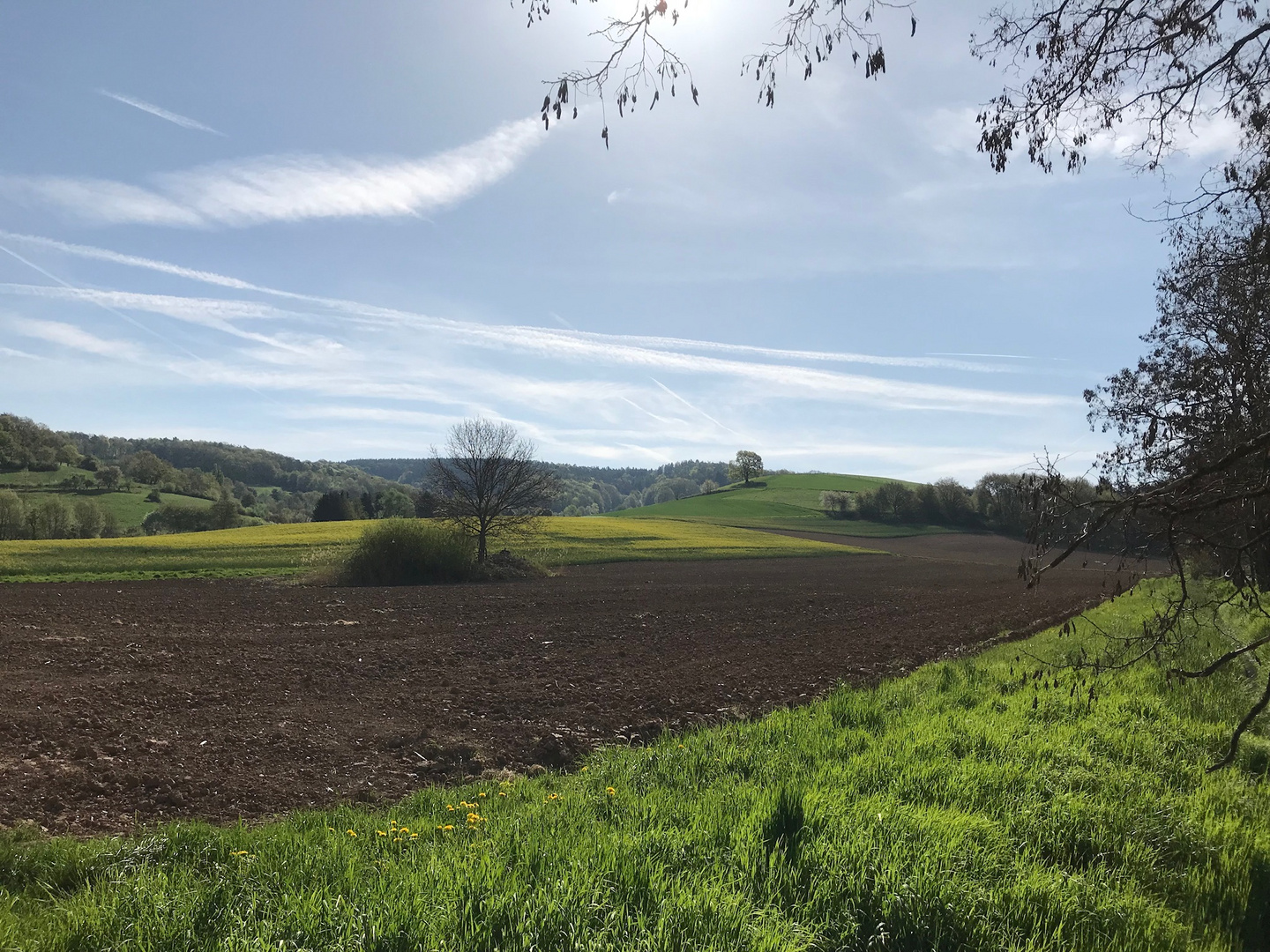 Frühling bei Brensbach/Odenwald II