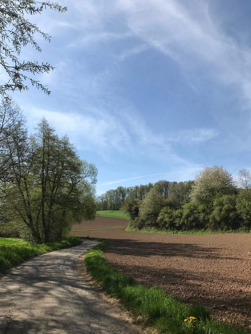 Frühling bei Brensbach/Odenwald III