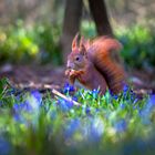 Frühling bei den Eichhörnchen