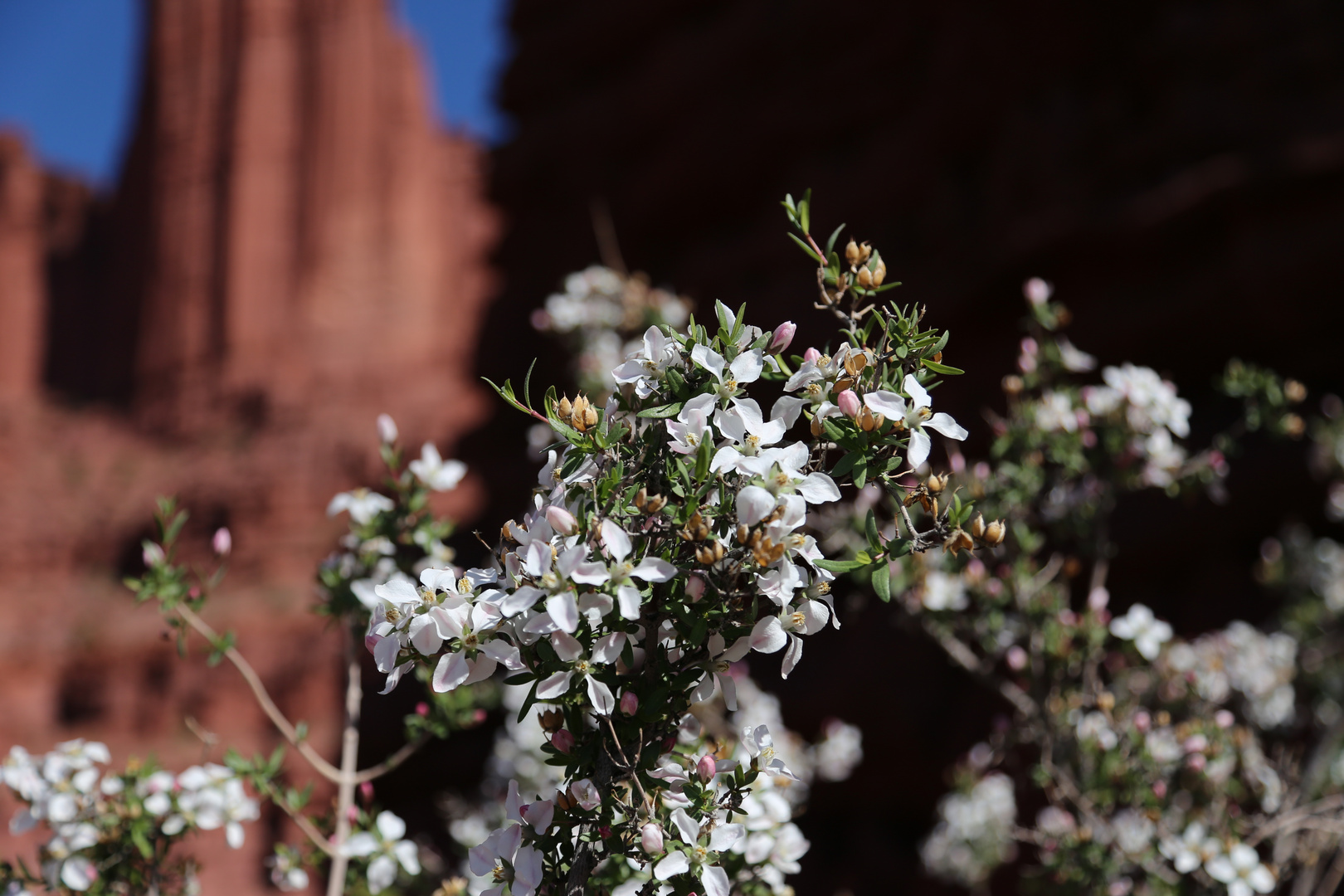 Frühling bei den Fisher Towers