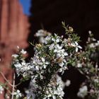 Frühling bei den Fisher Towers