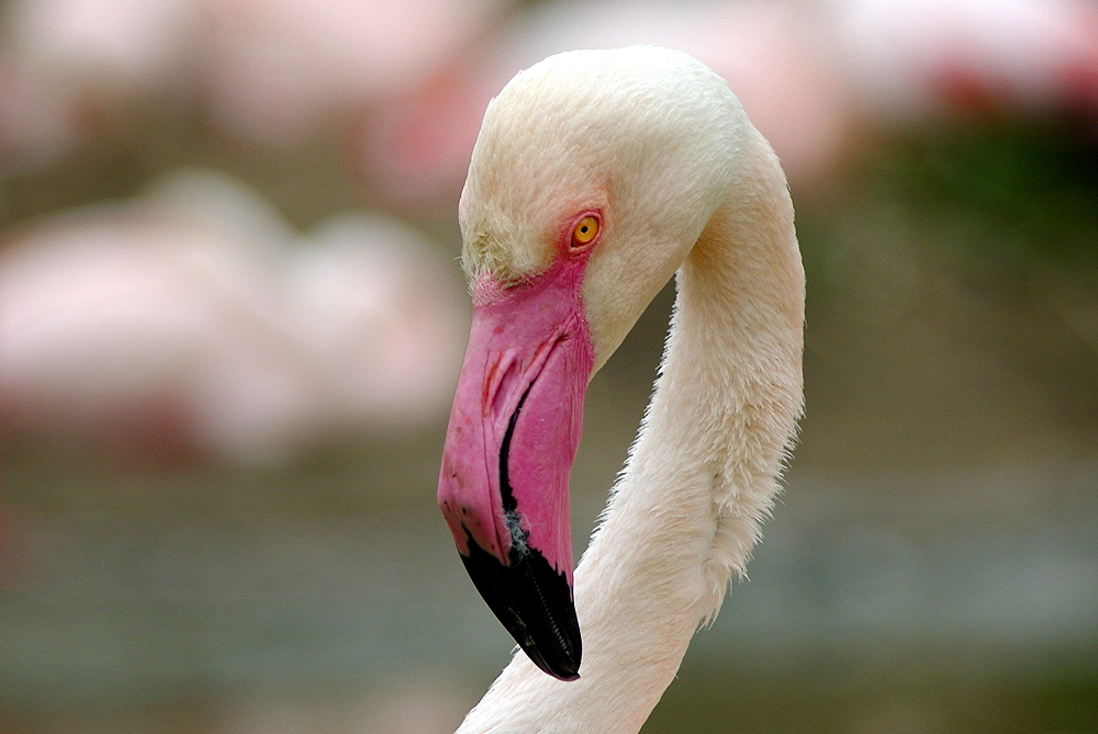 Frühling bei den Flamingos im Basler Zoo