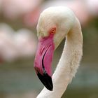 Frühling bei den Flamingos im Basler Zoo