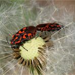 Frühling bei den Knappen (Spilostethus saxatilis)...