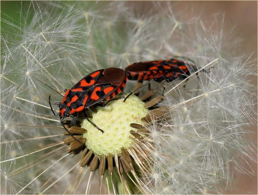 Frühling bei den Knappen (Spilostethus saxatilis)...