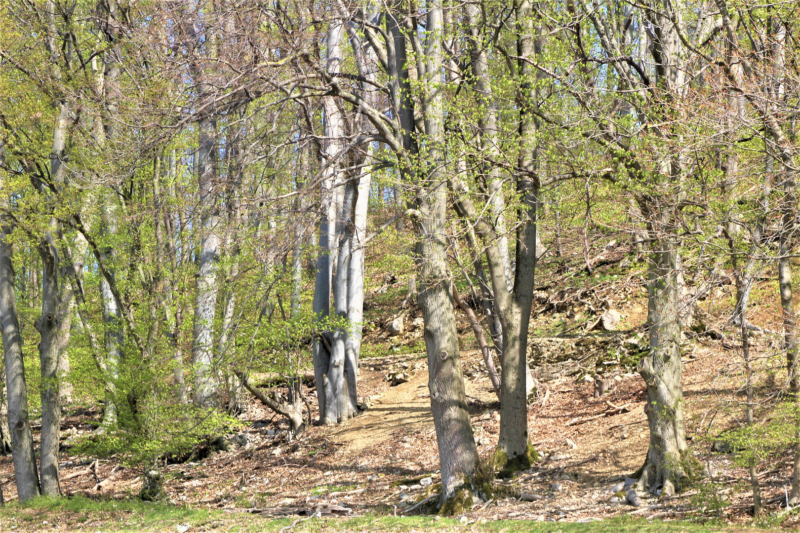 Frühling bei den licht durchfluteten Bäumen