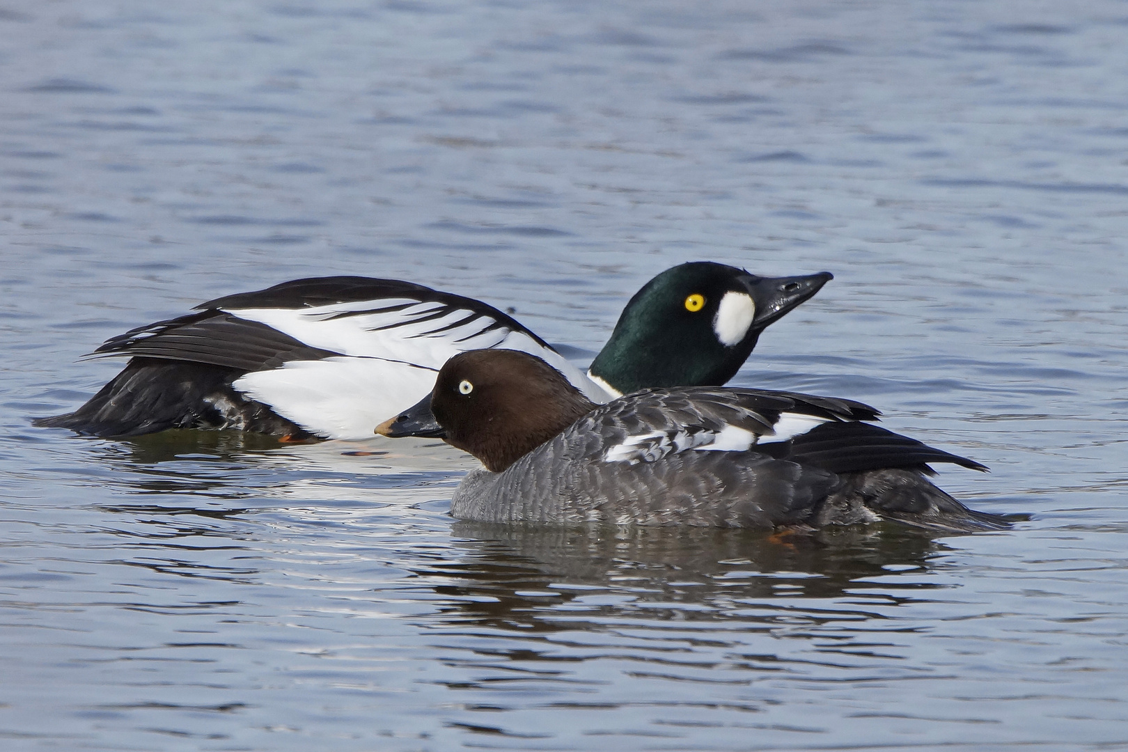 Frühling bei den Schellenten (Bucephala clangula)