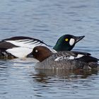 Frühling bei den Schellenten (Bucephala clangula)