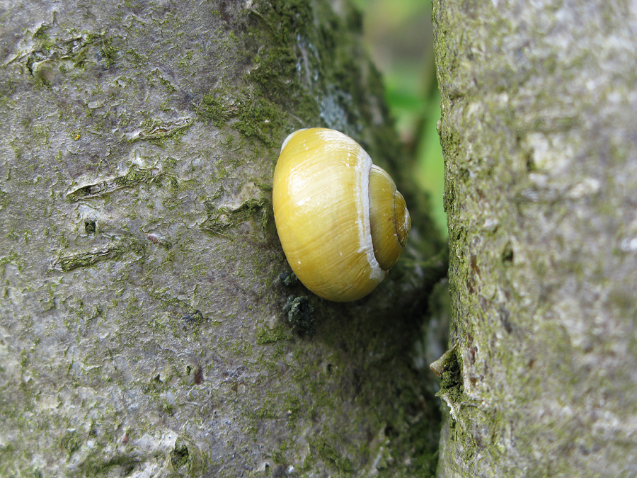 Frühling bei den Schnecken