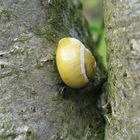 Frühling bei den Schnecken