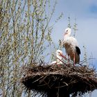 Frühling bei den Störchen (2)