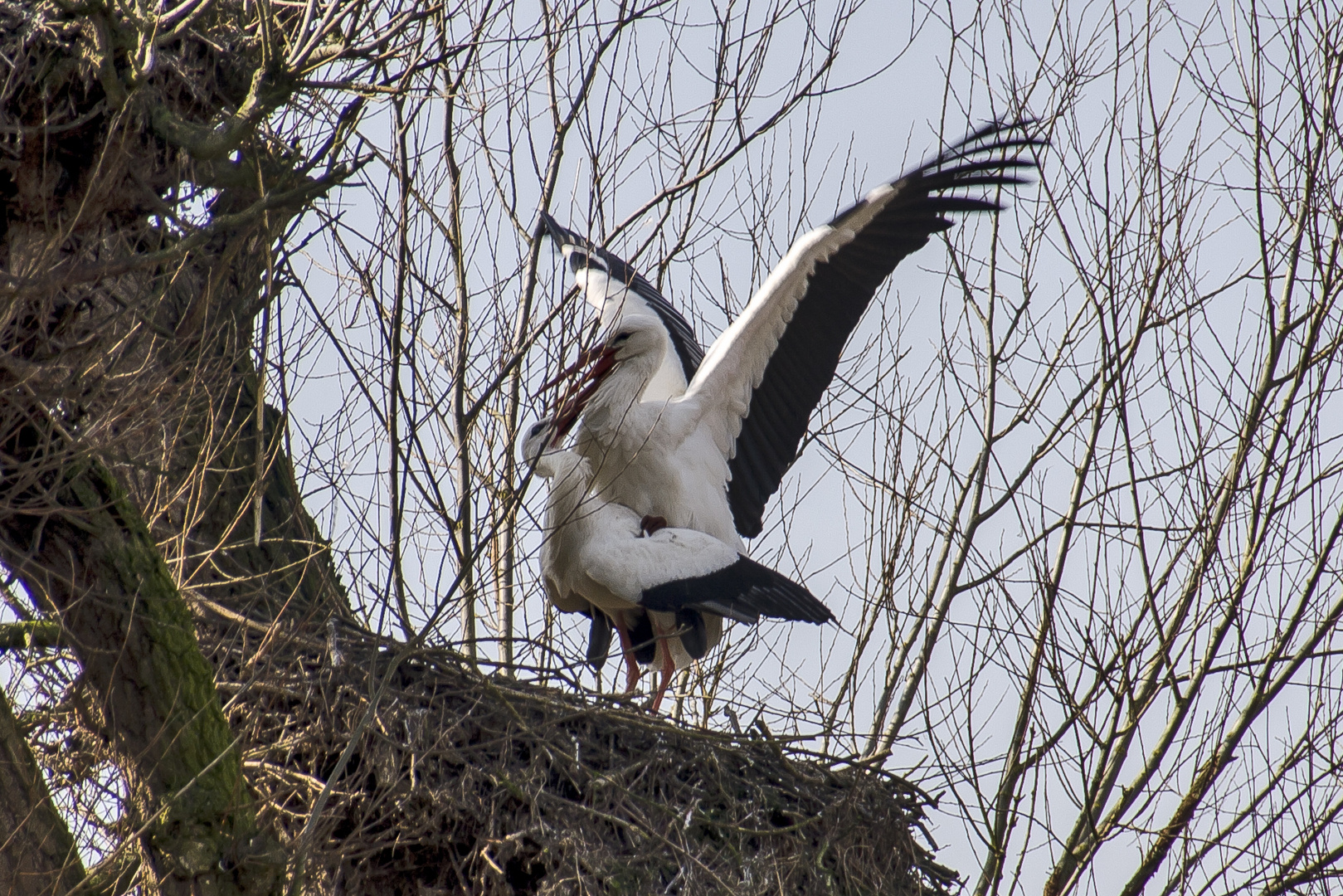 Frühling bei den Störchen...