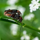 Frühling bei den Weichkäfern