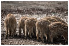 Frühling bei den wilden Schweinchen