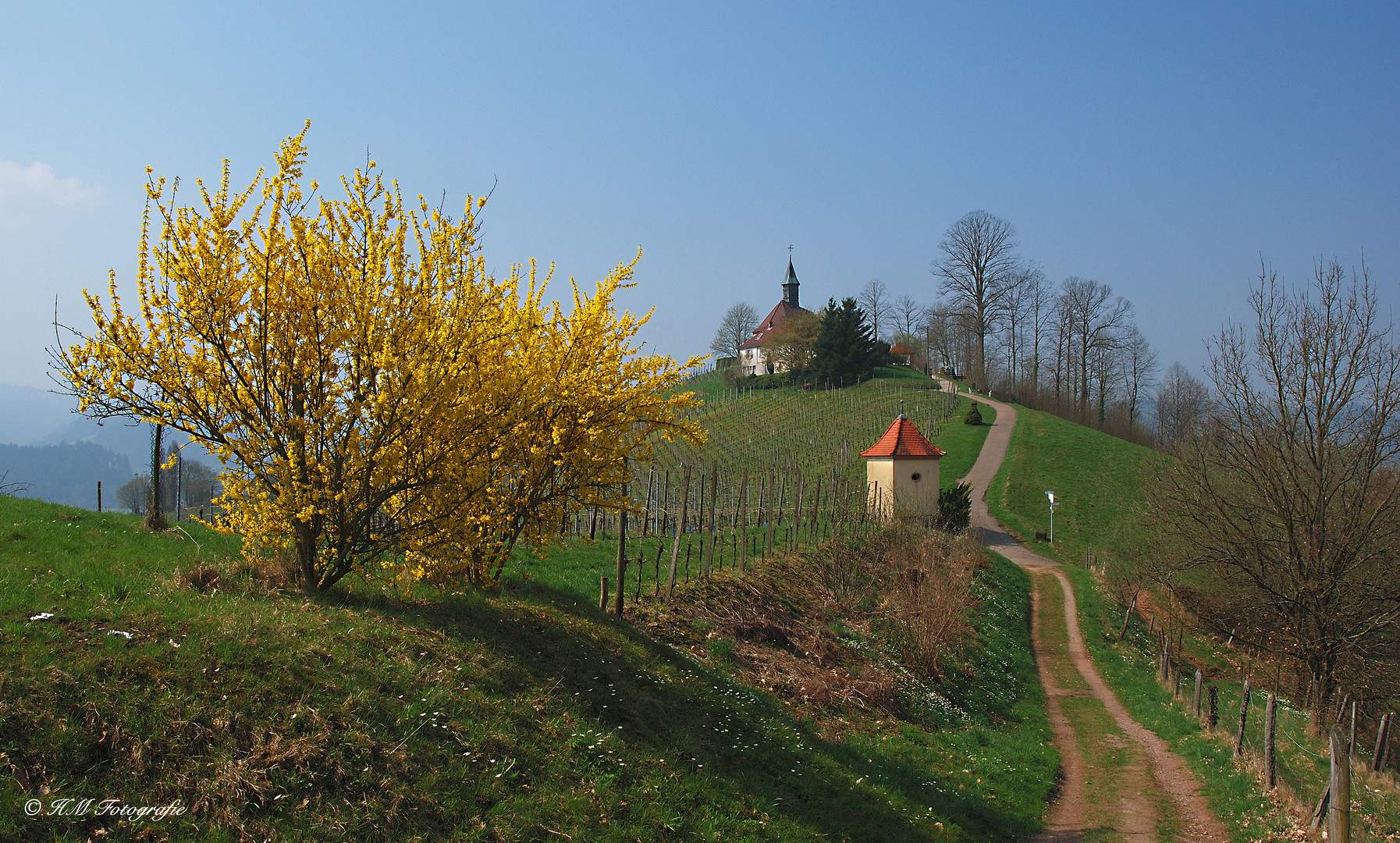 Frühling bei Gengenbach/Schwarzwald