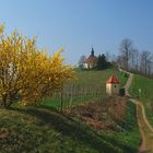 Frühling bei Gengenbach/Schwarzwald