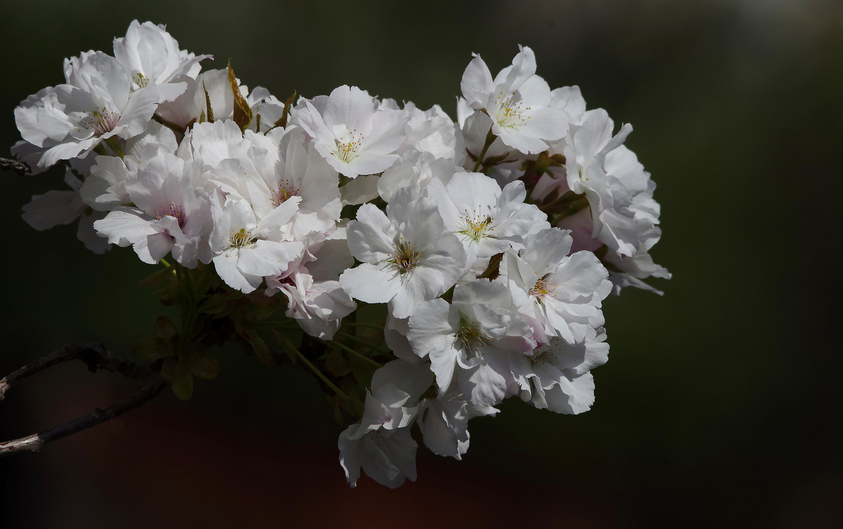 Frühling bei meinem Nachbarn vorm Haus...1