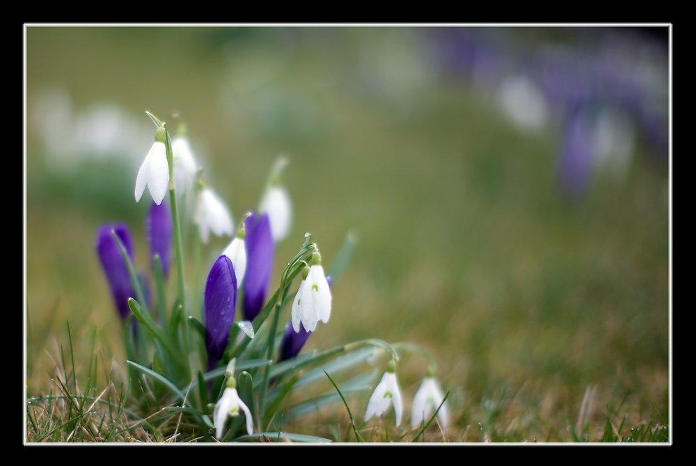 Frühling bei Mistwetter