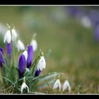 Frühling bei Mistwetter