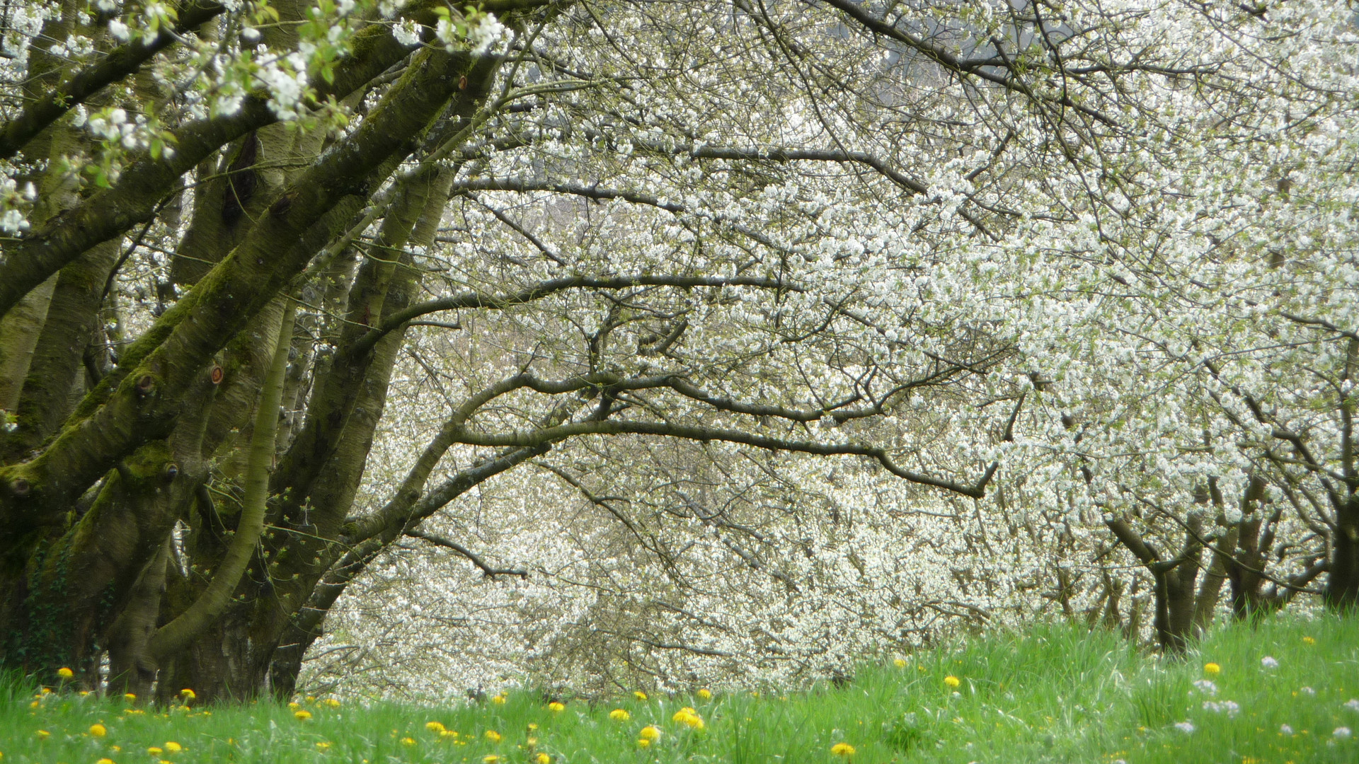 Frühling bei Ober-Sasbach