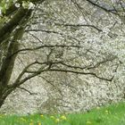 Frühling bei Ober-Sasbach