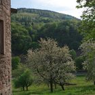 Frühling bei Stift Neuburg