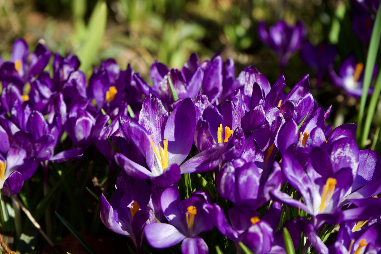 Frühling beim Nachbarn