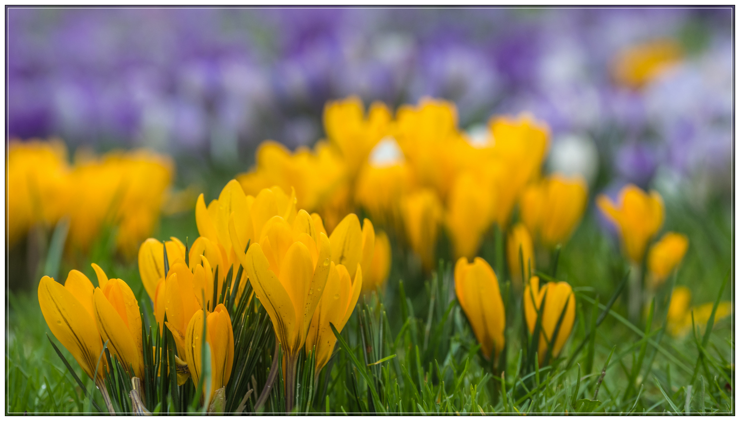 Frühling bereits im Februar.