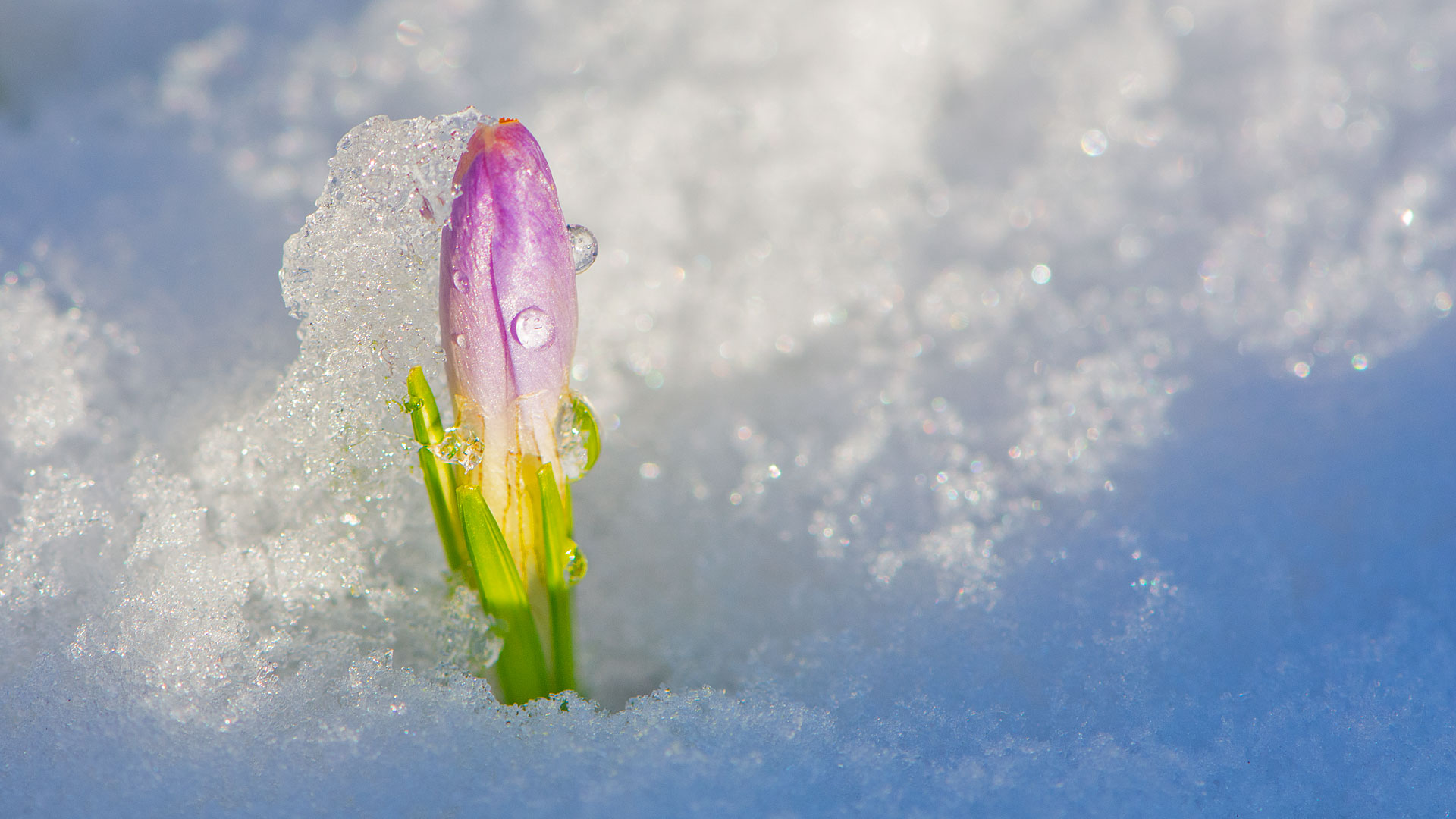 "Frühling besiegt den Winter!" Der Krokus im . . .