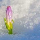 "Frühling besiegt den Winter!" Der Krokus im . . .