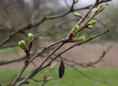 Frühling besiegt Herbst........