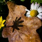 Frühling besiegt Herbst/Winter