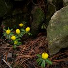 Frühling-Beweisfoto