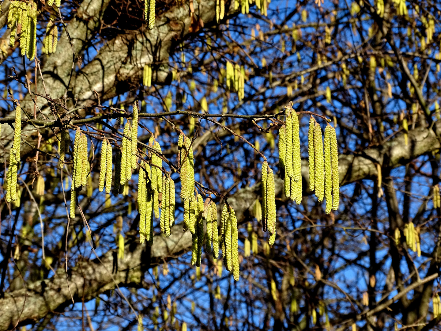 Frühling ?